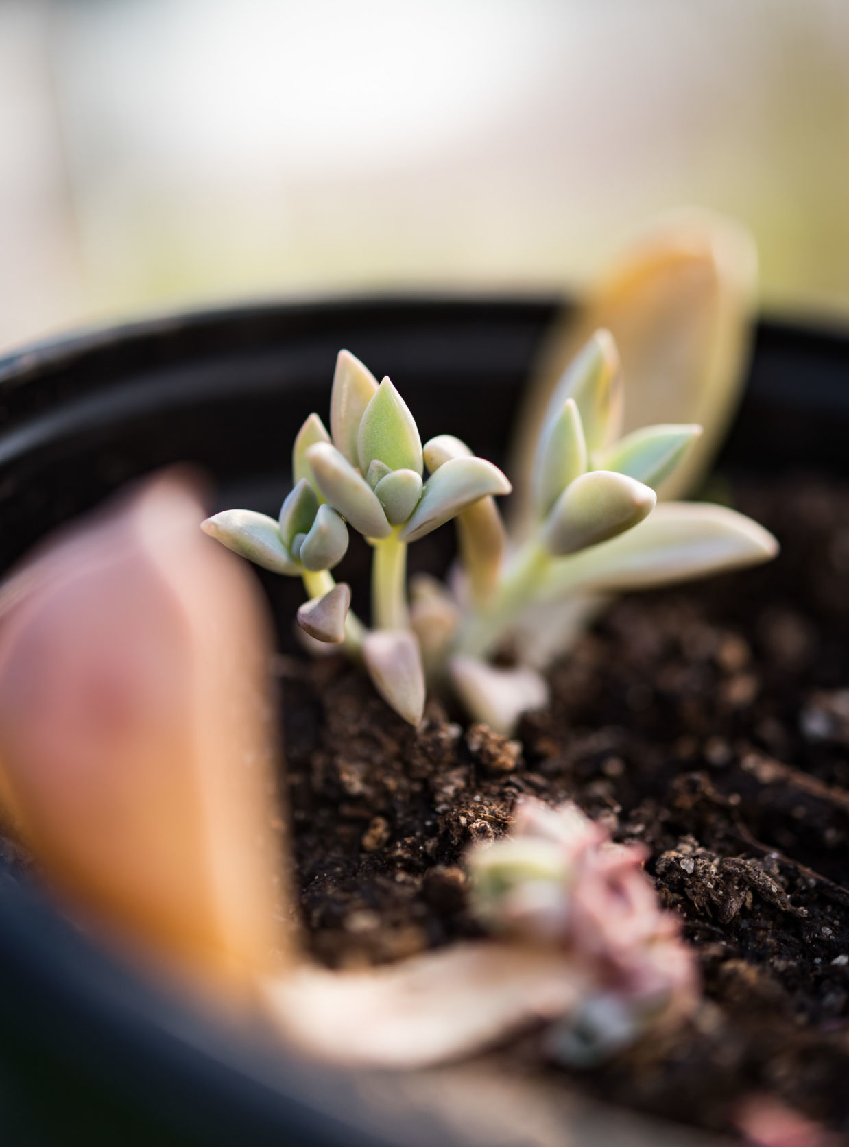 Plant Love